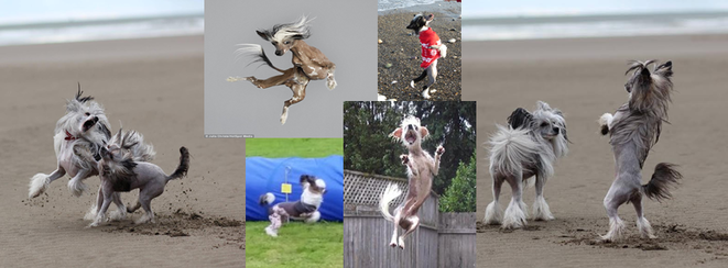 chinese crested training